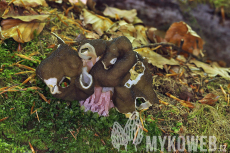 Gyromitra sphaerospora