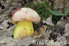 Boletus regius