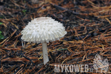 Leucoagaricus nympharum