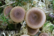 Tephrocybe palustris