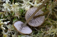 Tephrocybe palustris