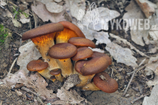 Omphalotus illudens