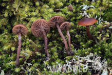 Psilocybe montana