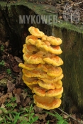 Laetiporus sulphureus