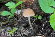 Psathyrella obtusata