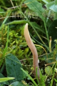 Clavaria incarnata