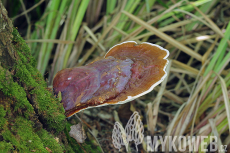 Ganoderma lucidum