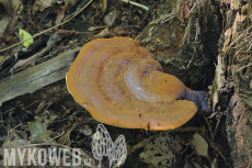 Ganoderma lucidum