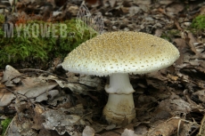 Amanita franchetii