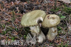 Suillus viscidus