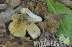 Inocybe rimosa