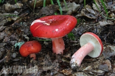 Russula rosea
