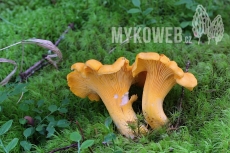 Cantharellus cibarius