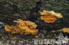 Laetiporus montanus