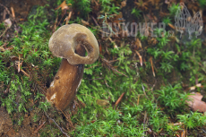 Tylopilus porphyrosporus