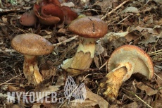 Suillus viscidus