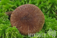 Inocybe stellatospora