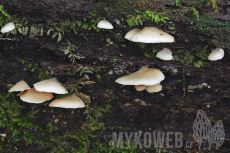 Crepidotus applanatus