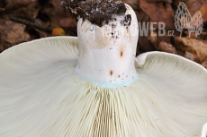 Russula chloroides