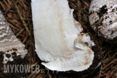 Amanita excelsa