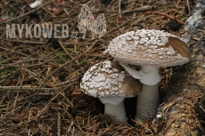 Amanita excelsa