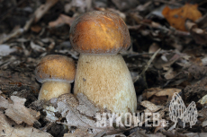 Boletus reticulatus