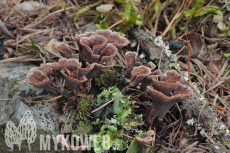 Thelephora caryophyllea