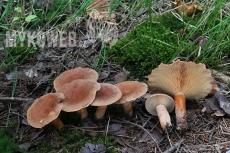 Lactarius helvus