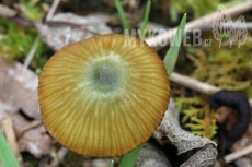 Entoloma incanum