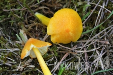 Hygrocybe acutoconica