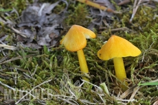 Hygrocybe acutoconica