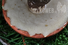 Leccinum piceinum