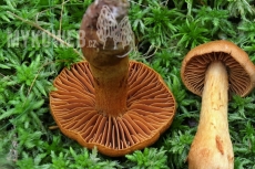 Cortinarius rubellus (skvělý)