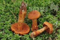 Cortinarius rubellus (skvělý)