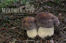 Boletus pinophilus