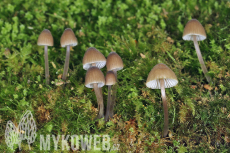 Mycena silvae-nigrae