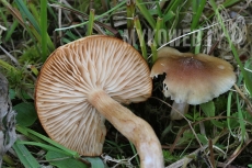 Armillaria ectypa