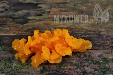 Dacrymyces chrysospermus