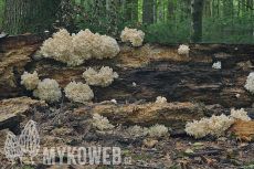 Hericium coralloides