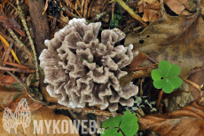 Thelephora anthocephala