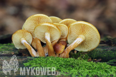 Gymnopilus penetrans