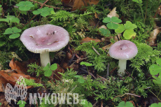 Russula fragilis