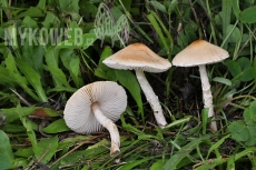 Lepiota oreadiformis