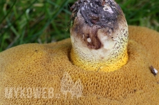 Suillus collinitus