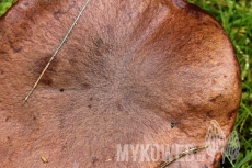 Suillus collinitus