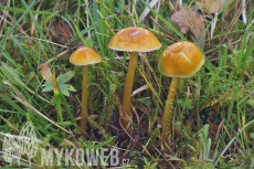 Gliophorus laetus