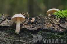 Cystoderma carcharias