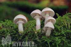 Cystoderma carcharias