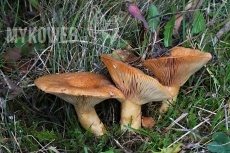 Lactarius zonarioides