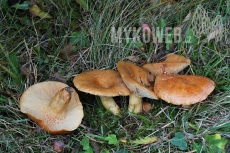 Lactarius zonarioides